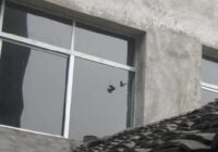 Prevent-Bird-Hitting-Windows
